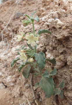 Image of <i>Tetraclea coulteri</i>