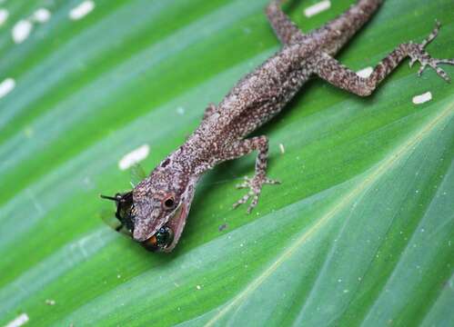 Image of Many-scaled Anole