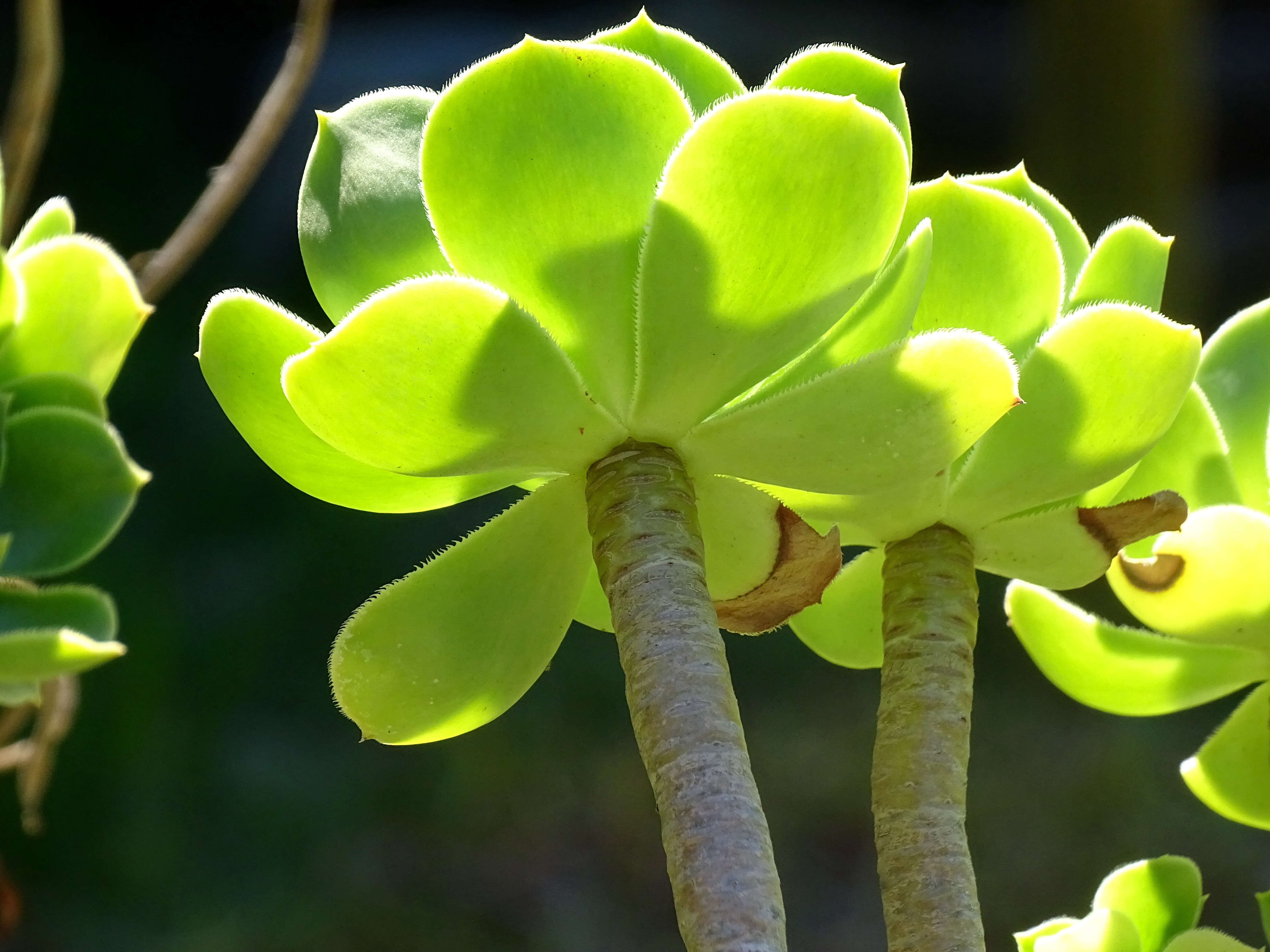 Image of tree aenium