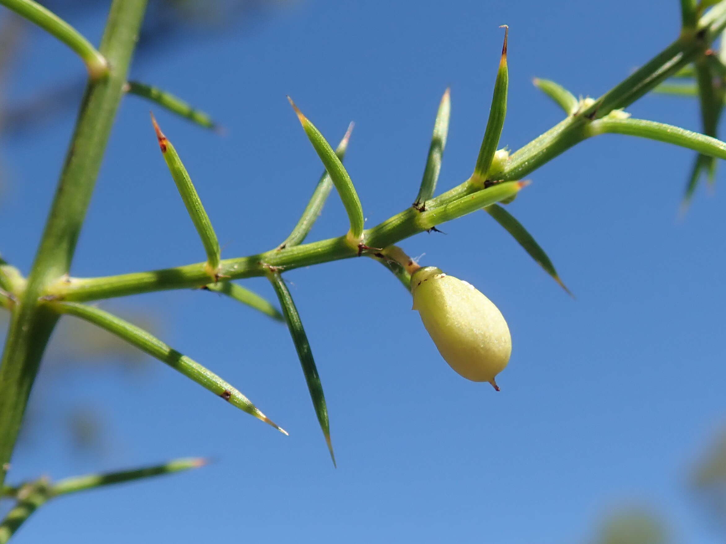 Apatophyllum teretifolium A. R. Bean & L. W. Yessup的圖片