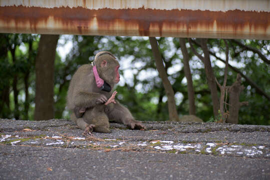 صورة Macaca fuscata yakui Kuroda 1941