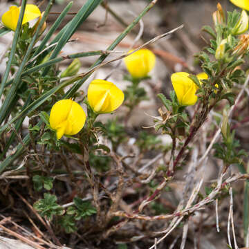 Lathyrus annuus L. resmi