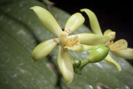 Phalaenopsis cochlearis Holttum的圖片