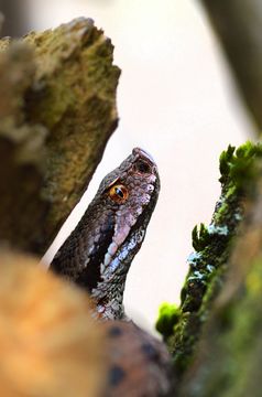 Image of Vipera aspis aspis (Linnaeus 1758)