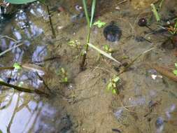 Image of Mudwort