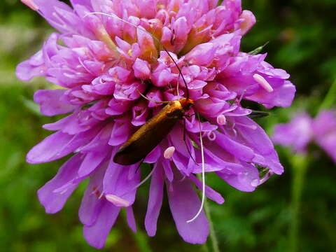 Image of Nemophora metallica