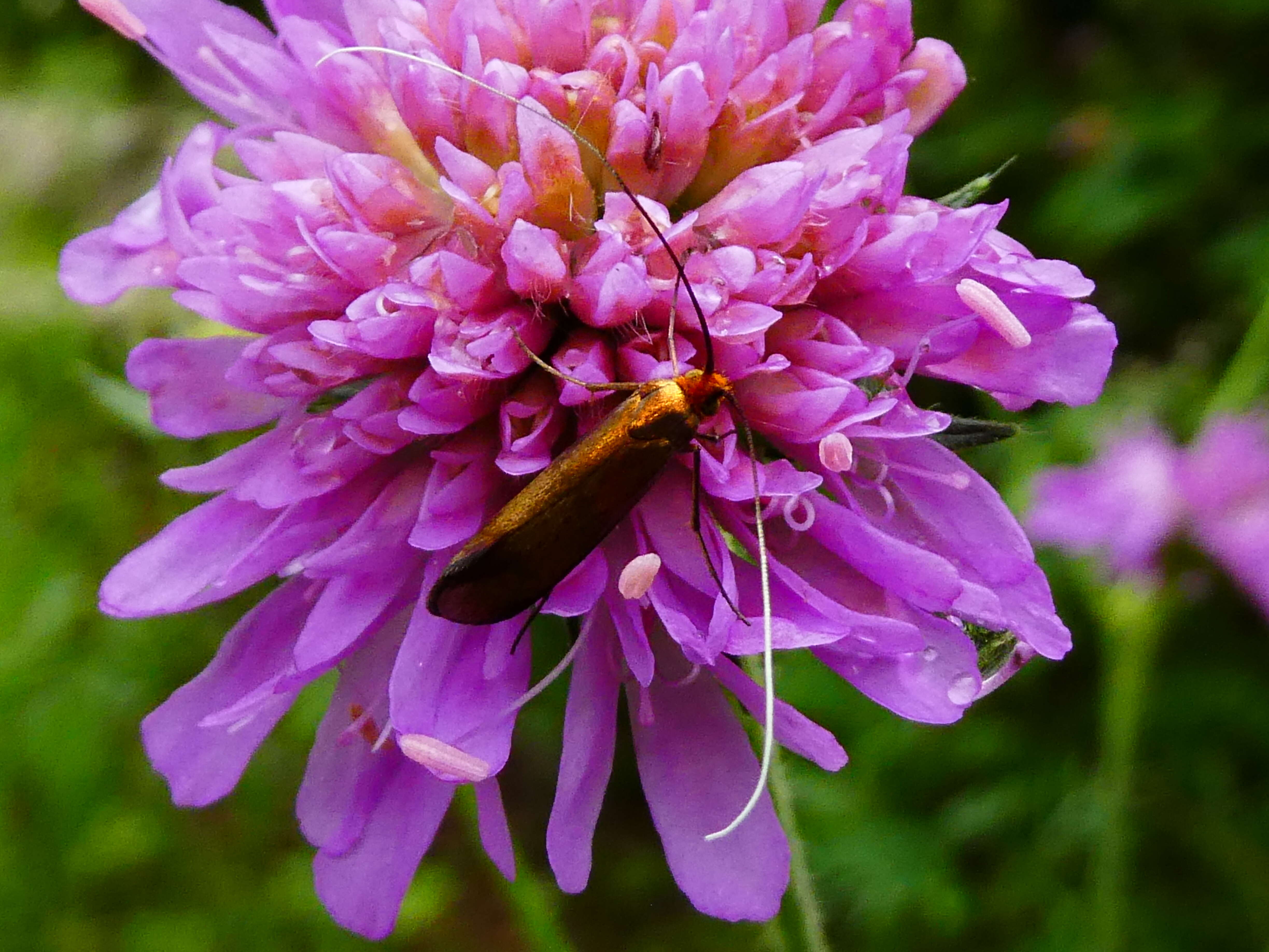 Image de Nemophora metallica