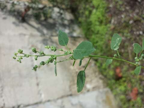 Plancia ëd Chenopodium opulifolium Schrader