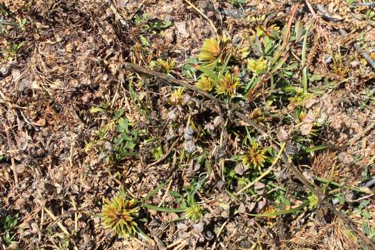 Image of Cyperus volckmannii Phil.