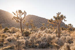 Слика од Yucca brevifolia Engelm.