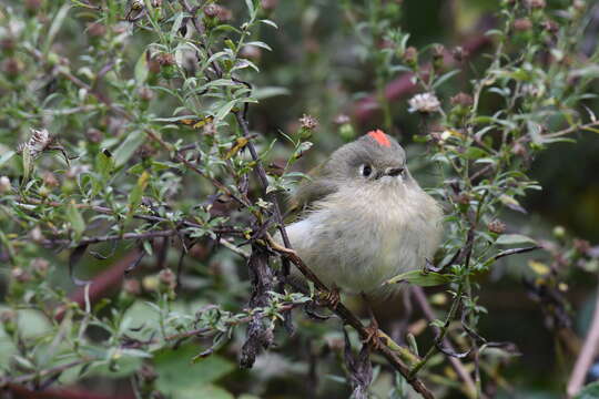 Image of Golden-crowned Kinglet