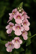 Image of Diascia rigescens E. Mey. ex Benth.