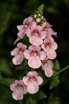 Image de Diascia rigescens E. Mey. ex Benth.