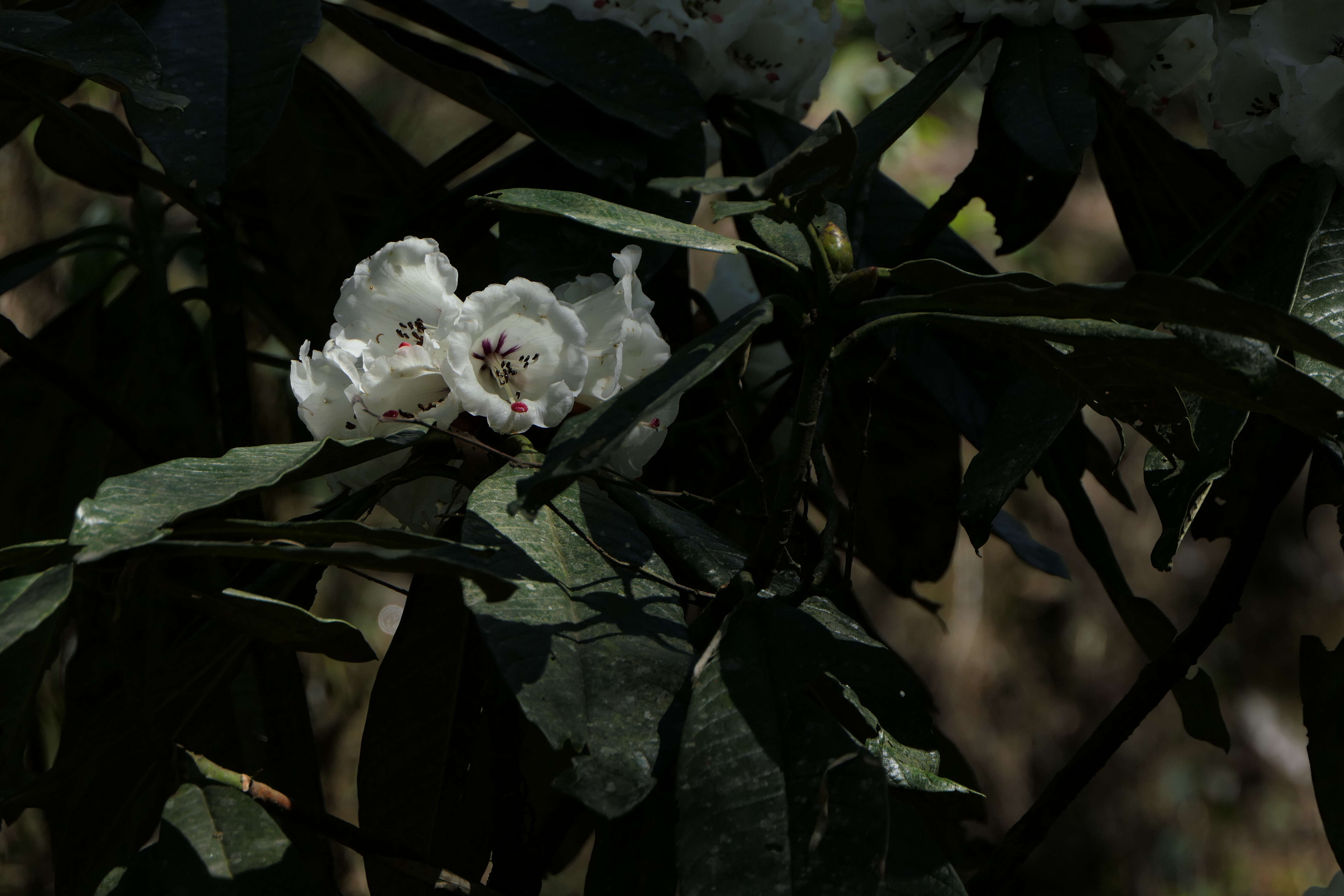 Image of Rhododendron grande Wight