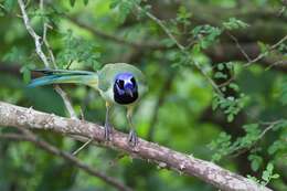 Image of Green Jay