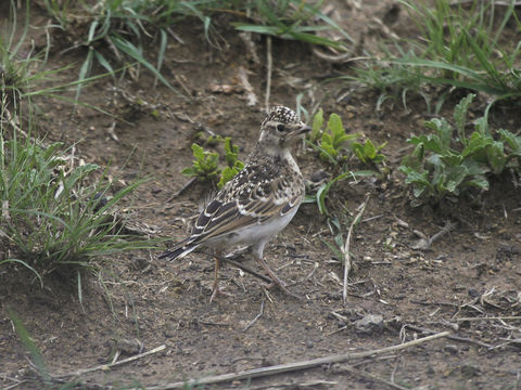 Image of Botha's Lark