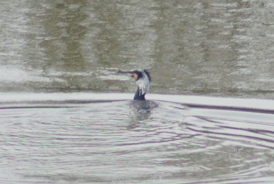 Image of <i>Phalacrocorax carbo sinensis</i> (Staunton 1796)