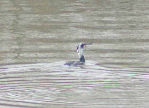 Image of <i>Phalacrocorax carbo sinensis</i> (Staunton 1796)