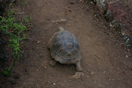 Image of Sierra Negra giant tortoise