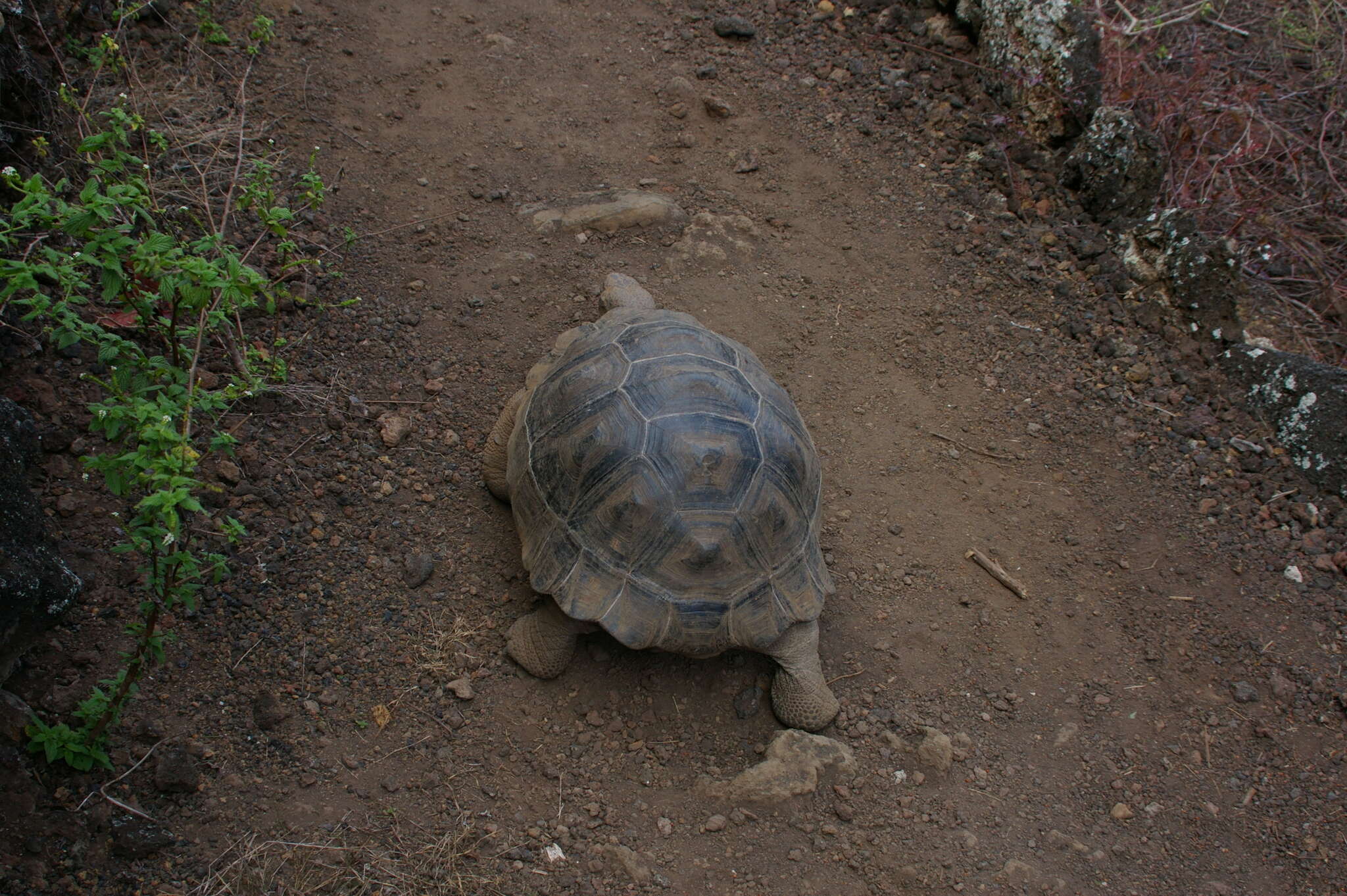 Image of Sierra Negra giant tortoise