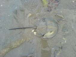 Image of Horseshoe Crab