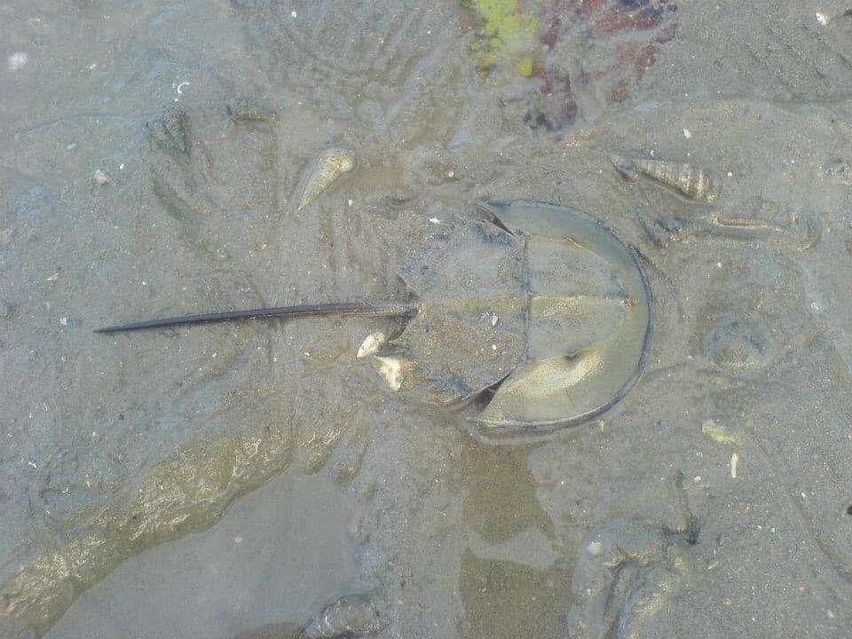 Image of Horseshoe Crab