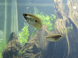 Image of Blue gourami