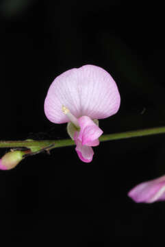 Image of Hylodesmum glutinosum