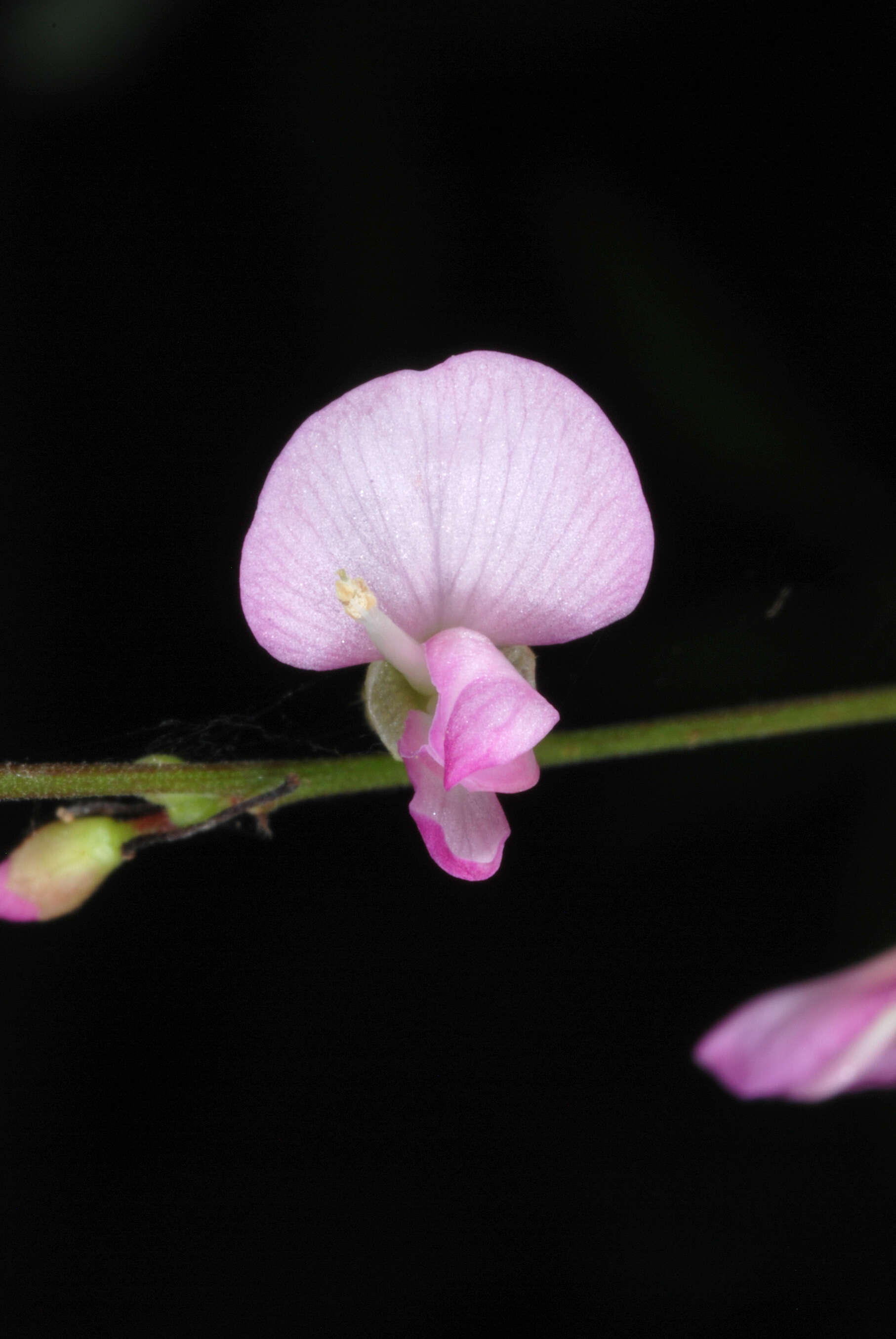 Plancia ëd Hylodesmum glutinosum