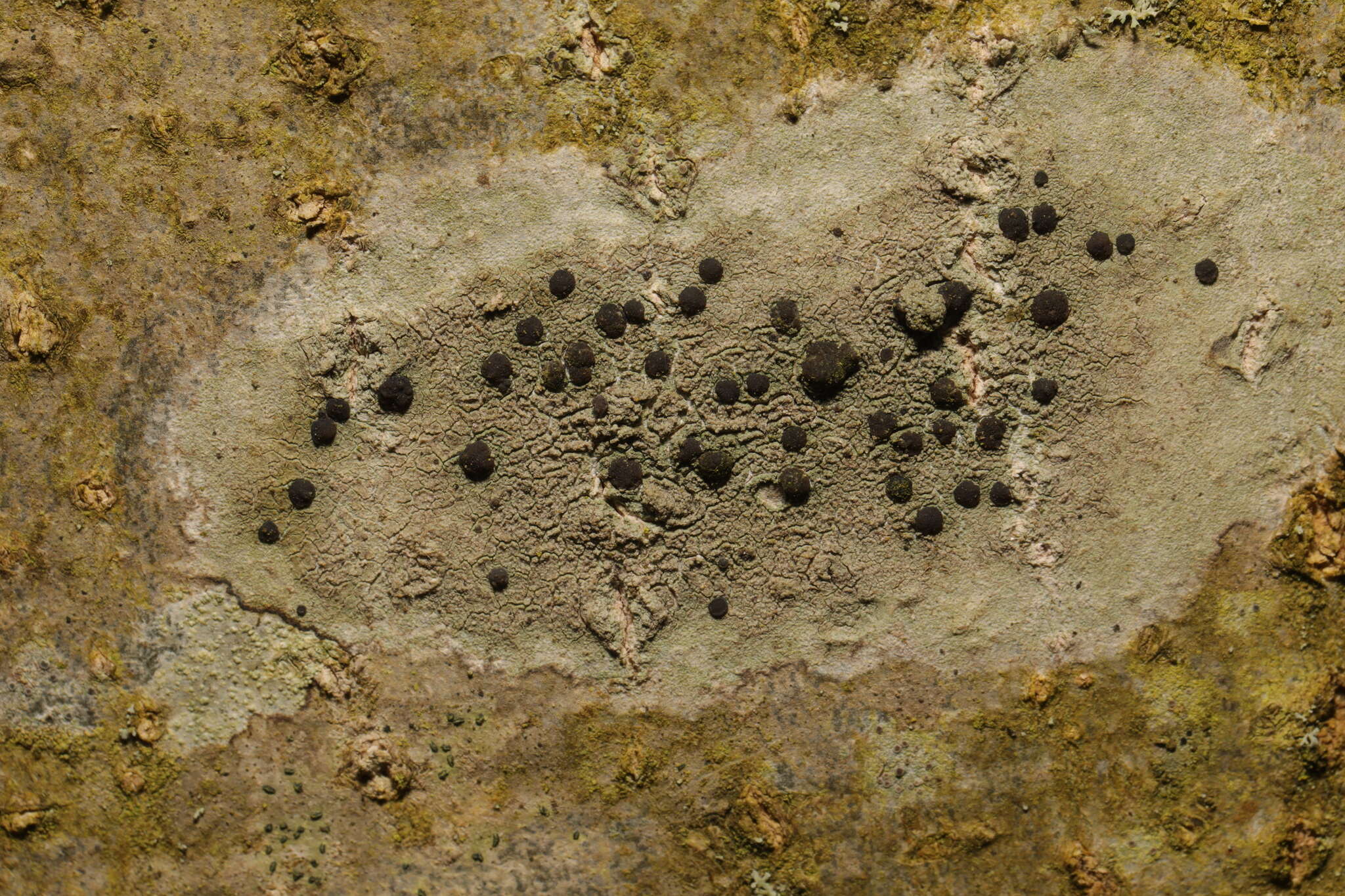 Image of lecidella lichen