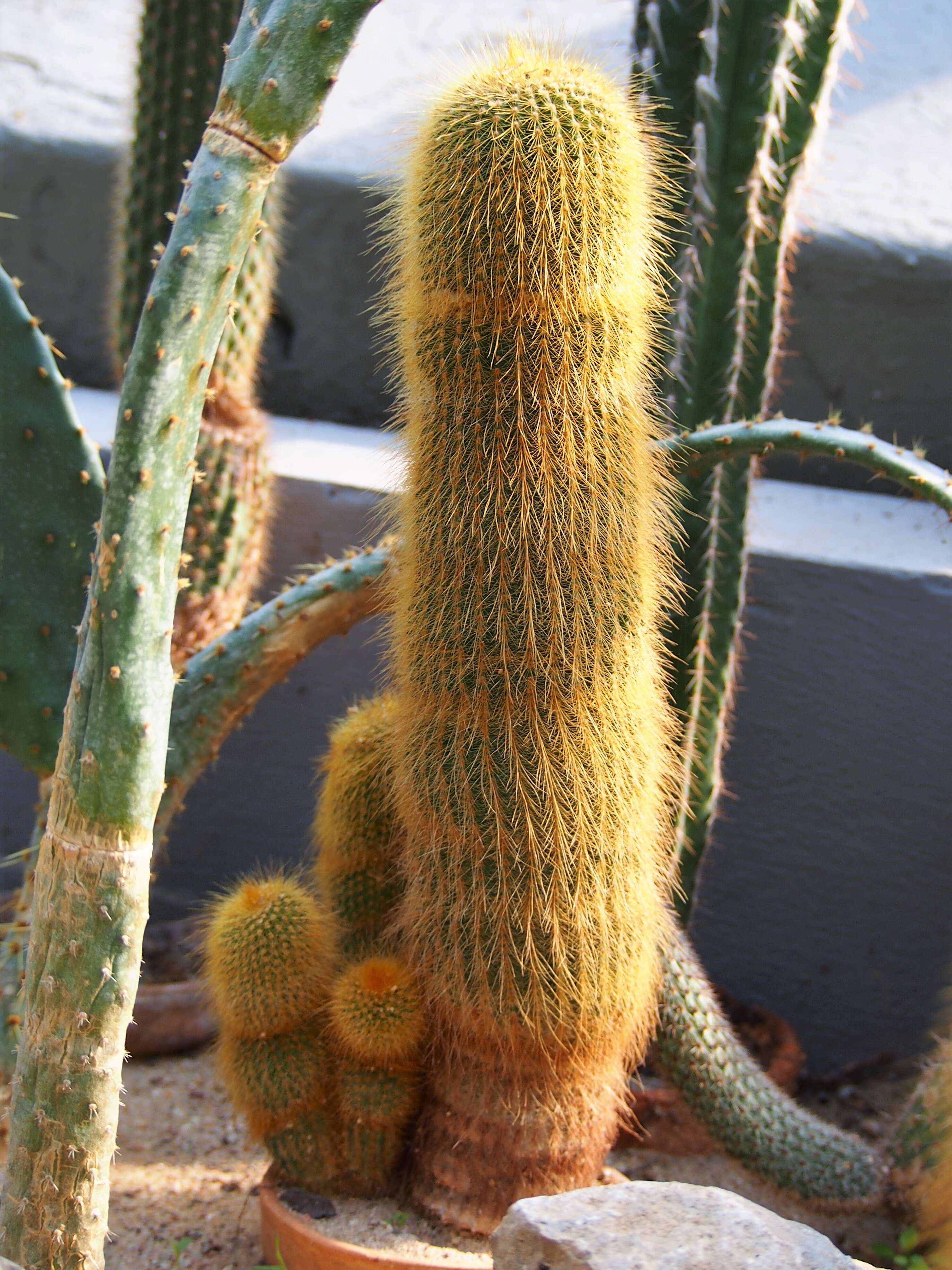 Image of Parodia lenninghausii (F. Haage) F. H. Brandt ex Eggli & Hofacker