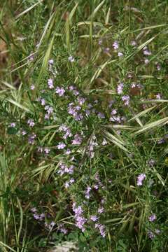 Image of Micromeria graeca (L.) Benth. ex Rchb.