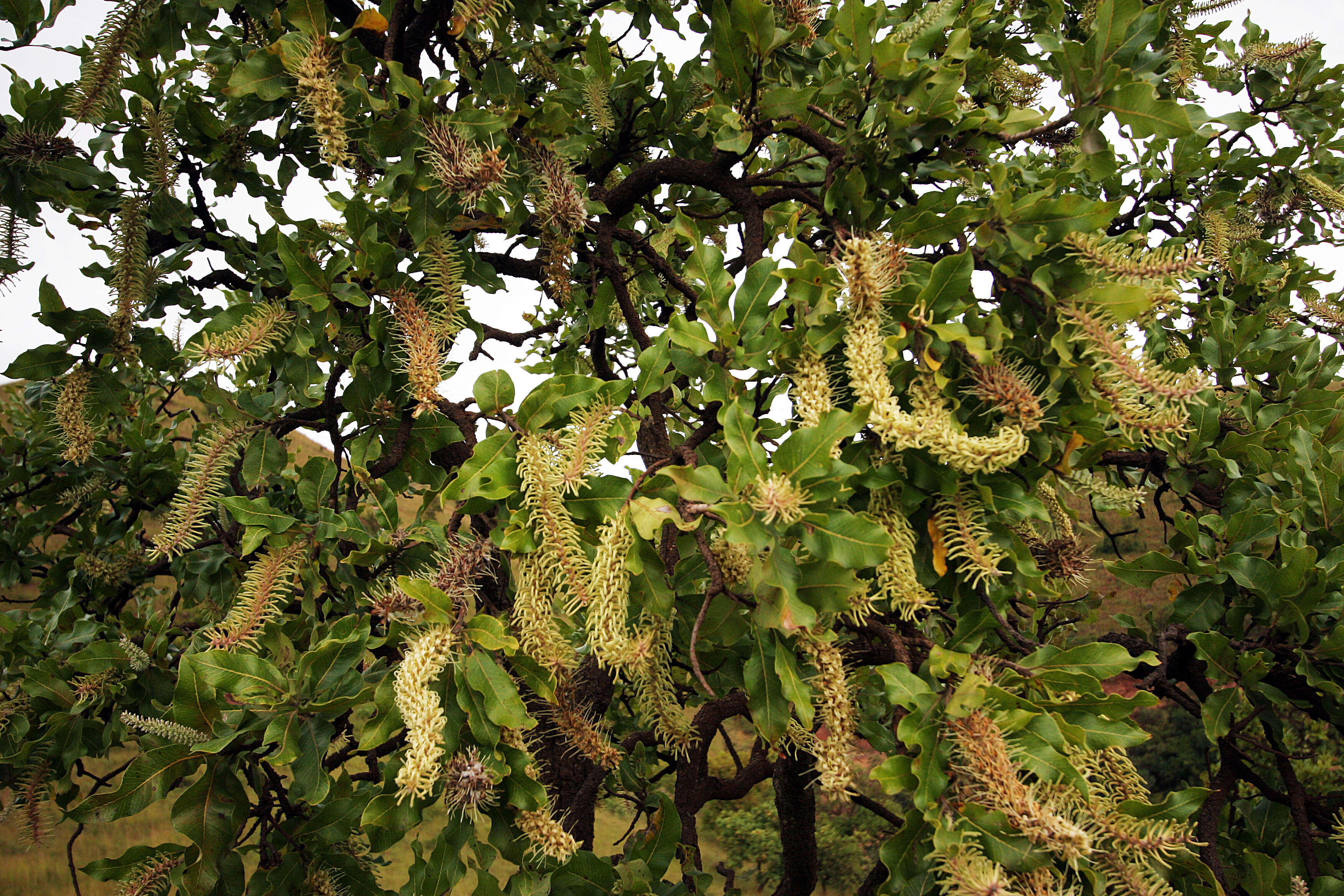 Image of Broad-leave beech