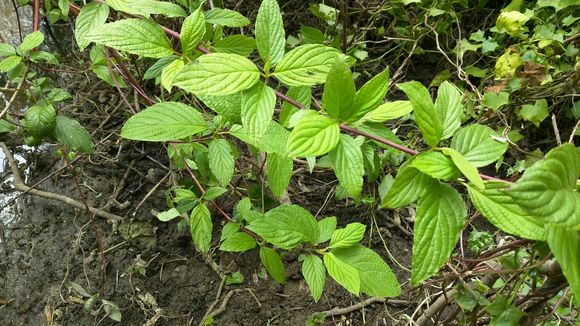 Image of <i>Cornus <i>sanguinea</i></i> sanguinea
