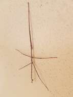 Image of Phasmatinae