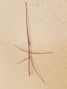 Image of Phasmatinae