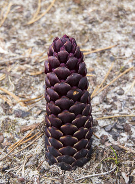 Image of <i>Kopsiopsis hookeri</i>