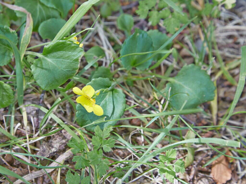 Image of Chilean yellow violet