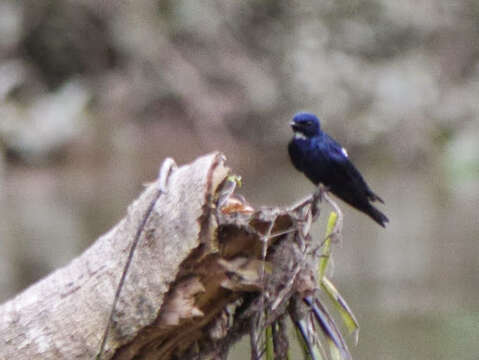 Image of White-bibbed Swallow