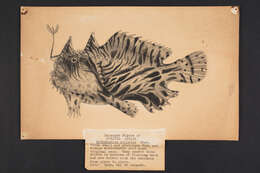 Image of Spitlure Frogfish