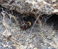 Image of Neocicindela latecincta (White 1846)