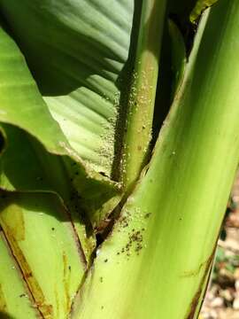 Image of Banana aphid