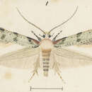 Image of Endophthora pallacopis Meyrick 1918