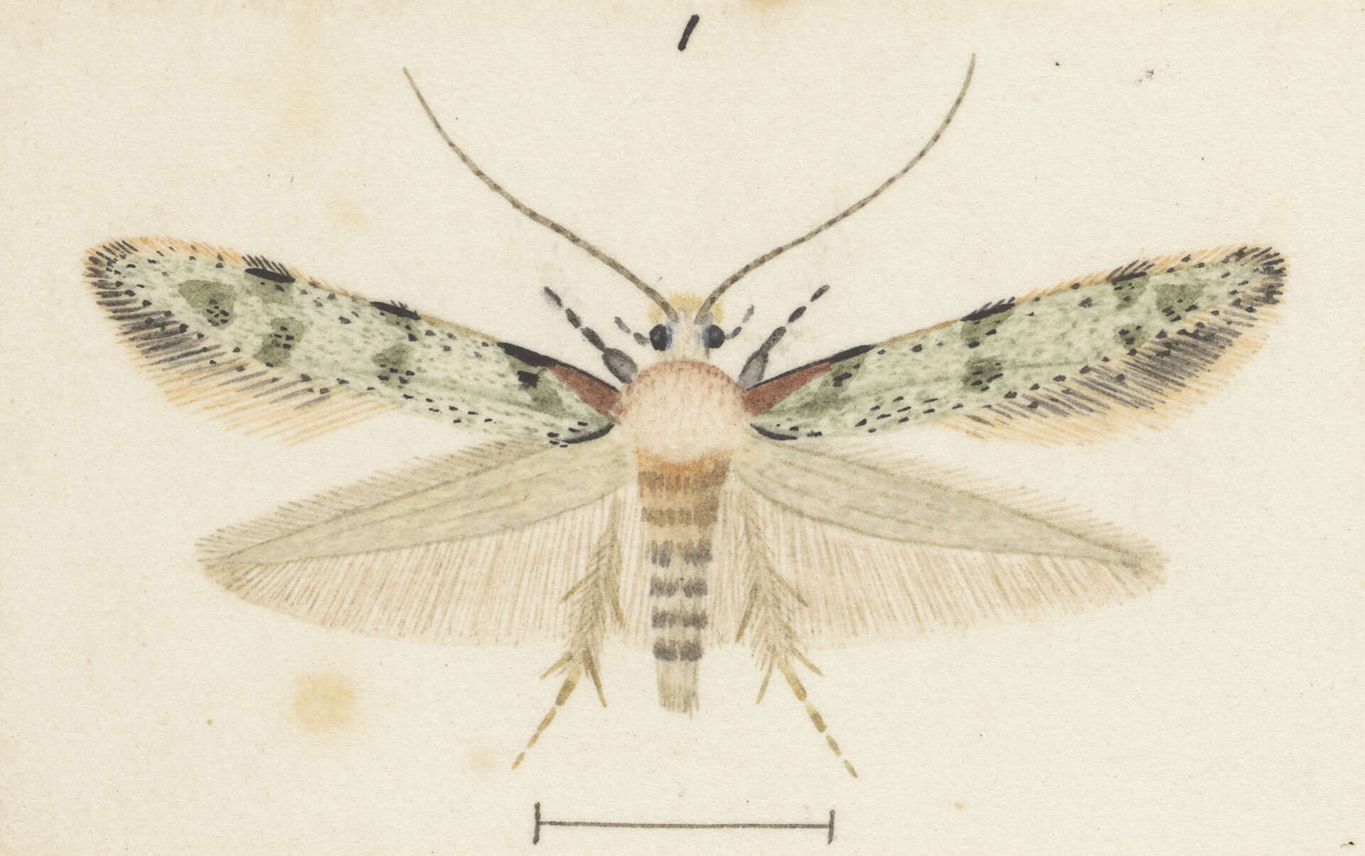 Sivun Endophthora pallacopis Meyrick 1918 kuva
