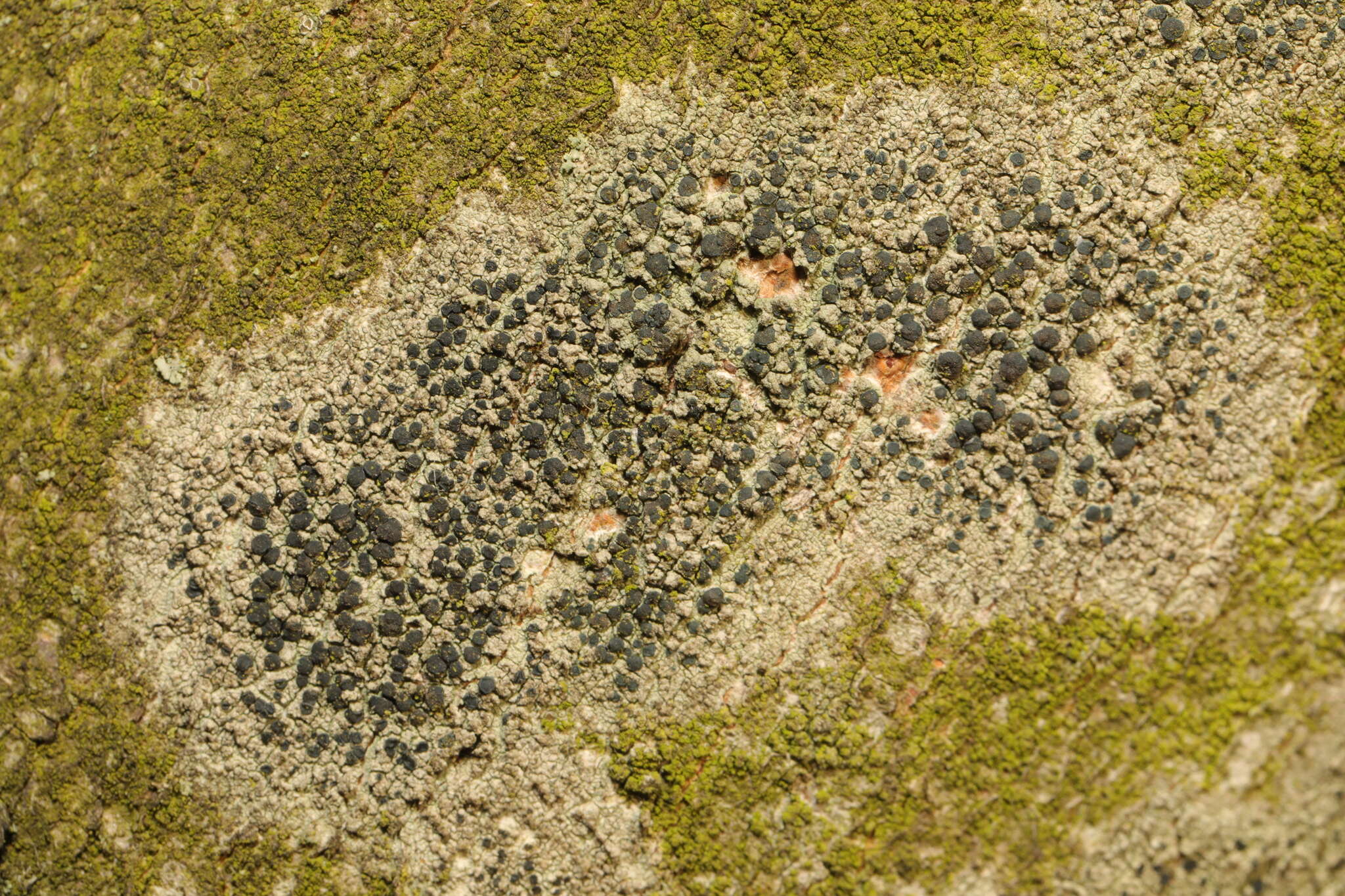 Image of lecidella lichen