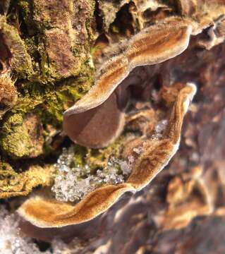 Image of Auricularia mesenterica (Dicks.) Pers. 1822