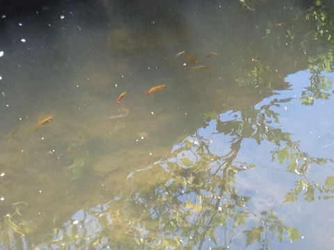 18.https www inaturalist org photos 3288747.580x360