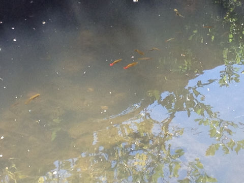 18.https www inaturalist org photos 3288749.580x360