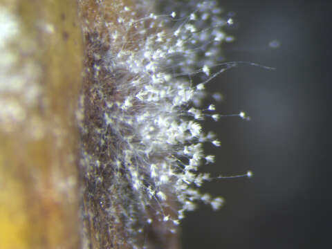 Image of Banana aphid