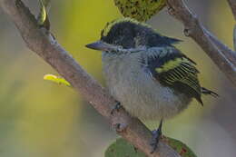 Image of Western Green Tinkerbird